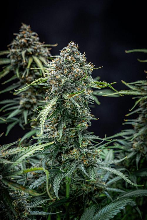 Banana Blaze Auto Dutch Passion. Week 12 - Day 84