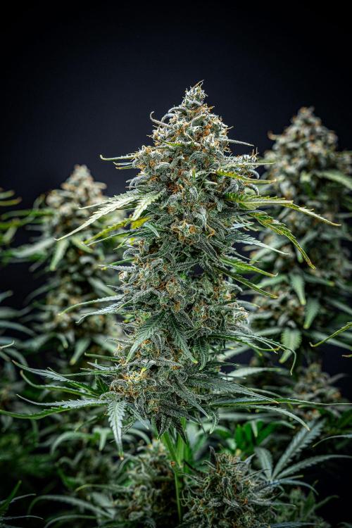 Banana Blaze Auto Dutch Passion. Week 12 - Day 84