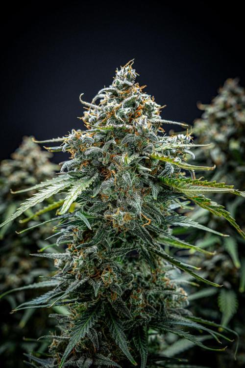 Banana Blaze Auto Dutch Passion. Week 12 - Day 84