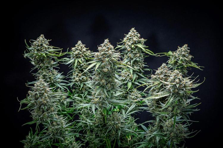 Banana Blaze Auto Dutch Passion. Week 12 - Day 84