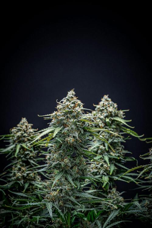 Banana Blaze Auto Dutch Passion. Week 12 - Day 84