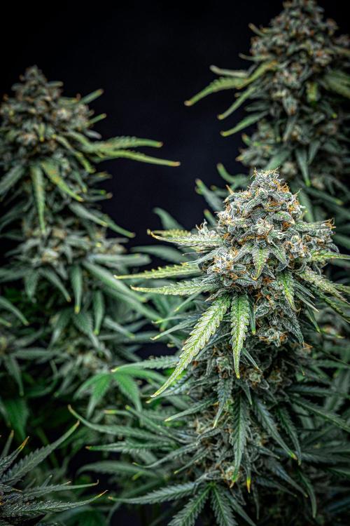 Banana Blaze Auto Dutch Passion. Week 12