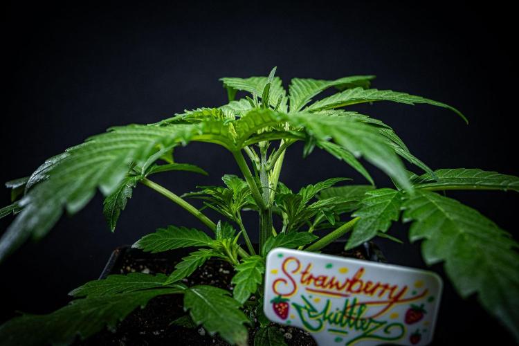 Strawberry Zkittlez Auto Ganja Farmer. Week 4 - Day 26
