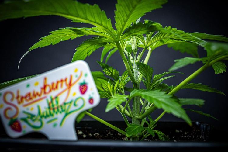 Strawberry Zkittlez Auto Ganja Farmer. Week 4 - Day 26