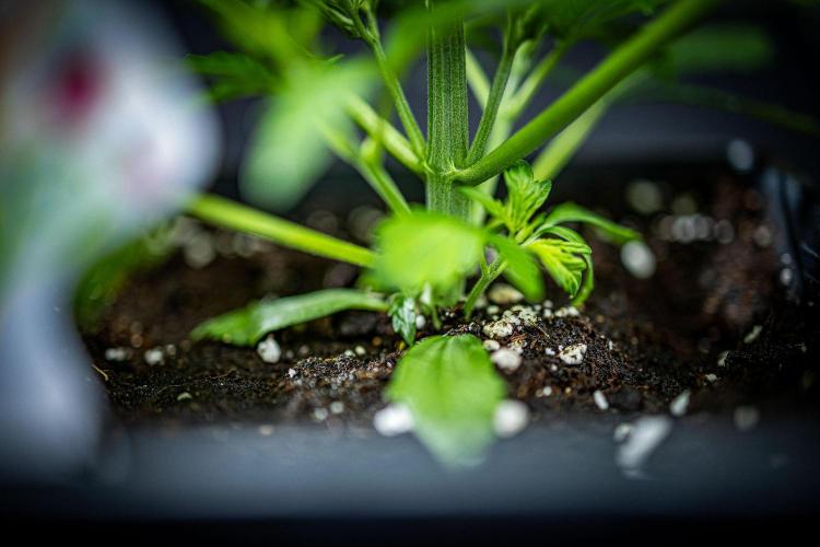 Strawberry Zkittlez Auto Ganja Farmer. Week 4 - Day 26