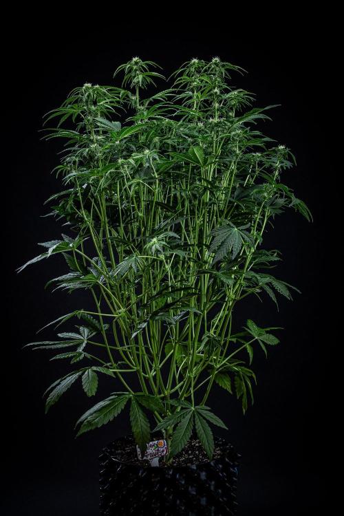 Passion Fruitz Automatic Zamnesia. Week 7 - Day 48 – before defoliation