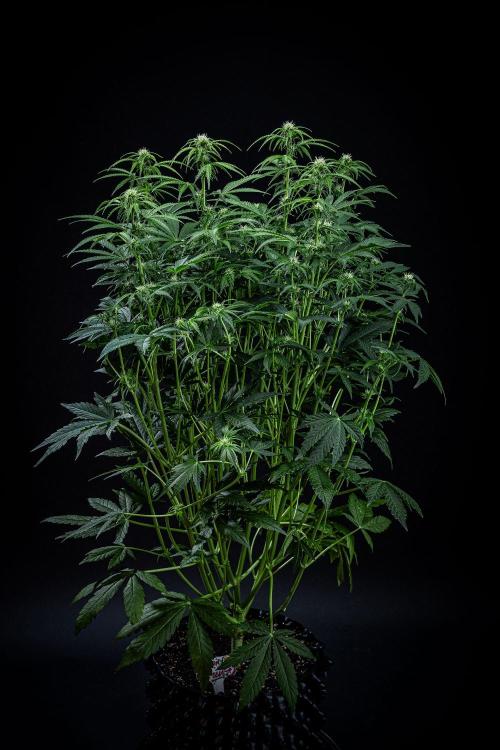 Passion Fruitz Automatic Zamnesia. Week 7 - Day 48 – before defoliation