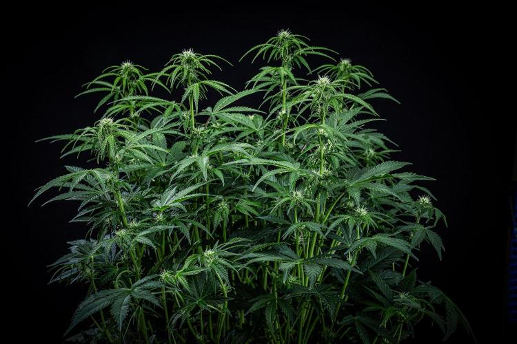 Passion Fruitz Automatic Zamnesia. Week 7 - Day 48 – before defoliation