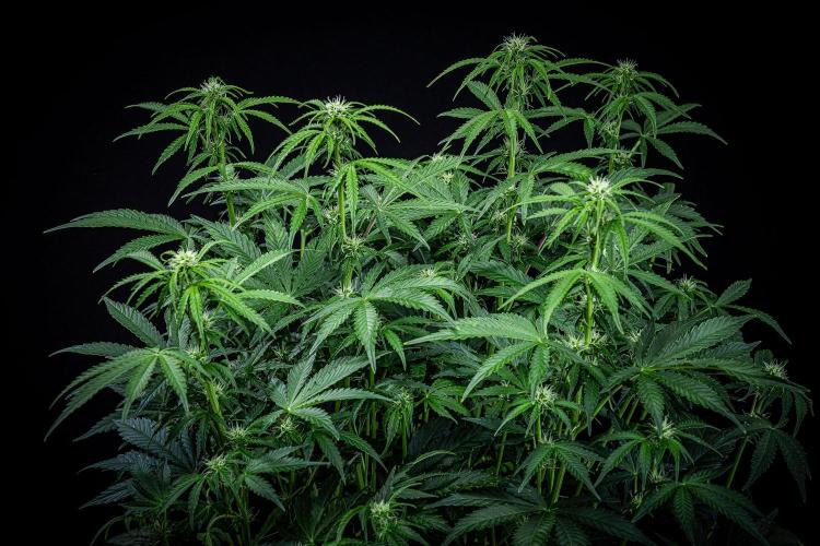 Passion Fruitz Automatic Zamnesia. Week 7 - Day 48 – before defoliation