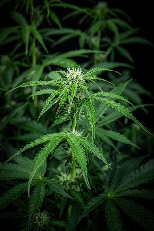 Passion Fruitz Automatic Zamnesia. Week 7 - Day 48 – before defoliation