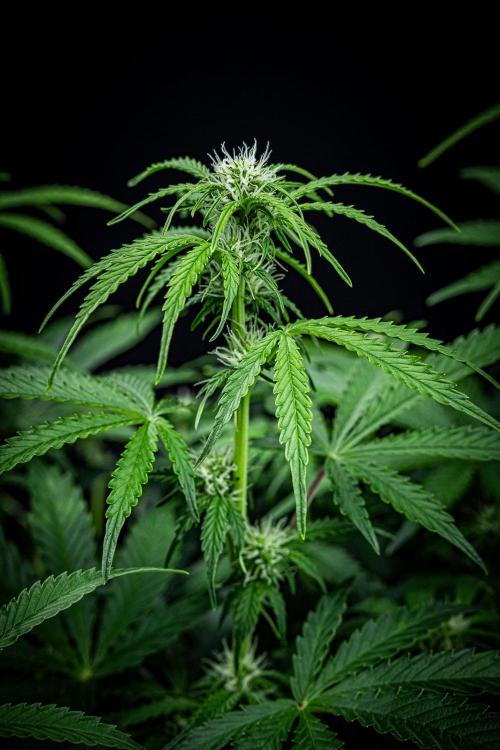 Passion Fruitz Automatic Zamnesia. Week 7 - Day 48 – before defoliation