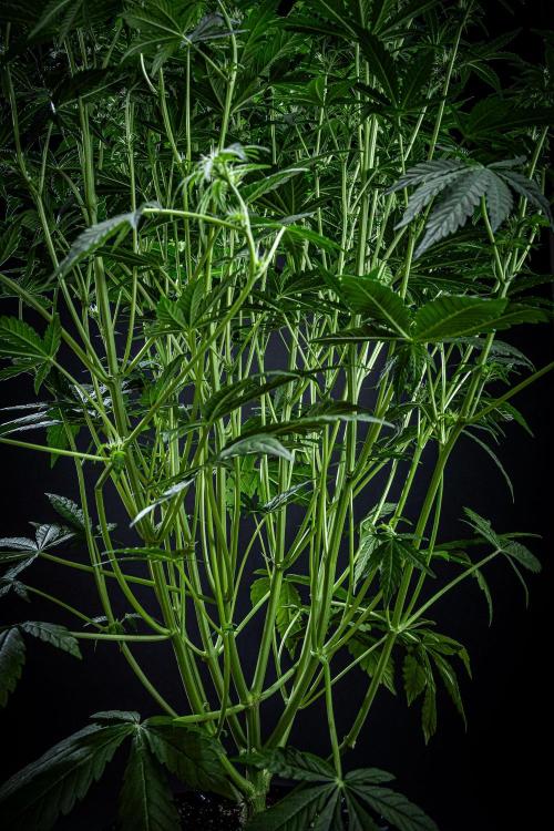 Passion Fruitz Automatic Zamnesia. Week 7 - Day 48 – before defoliation