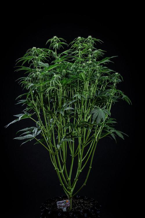 Passion Fruitz Automatic Zamnesia. Week 7 - Day 48 – after defoliation