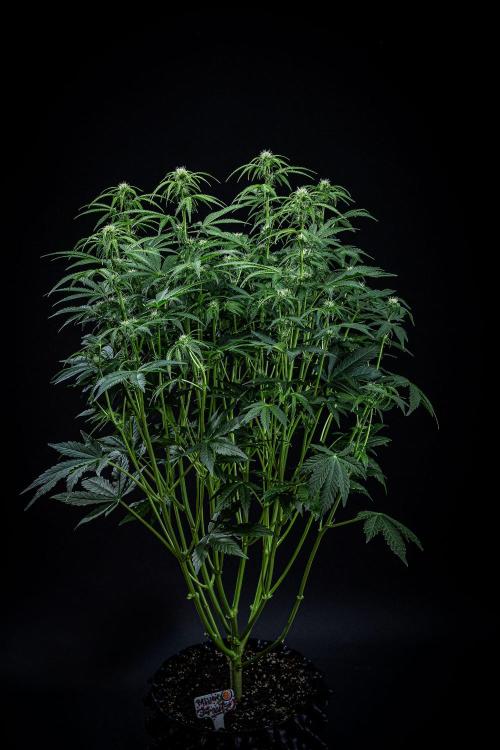 Passion Fruitz Automatic Zamnesia. Week 7 - Day 48 – after defoliation