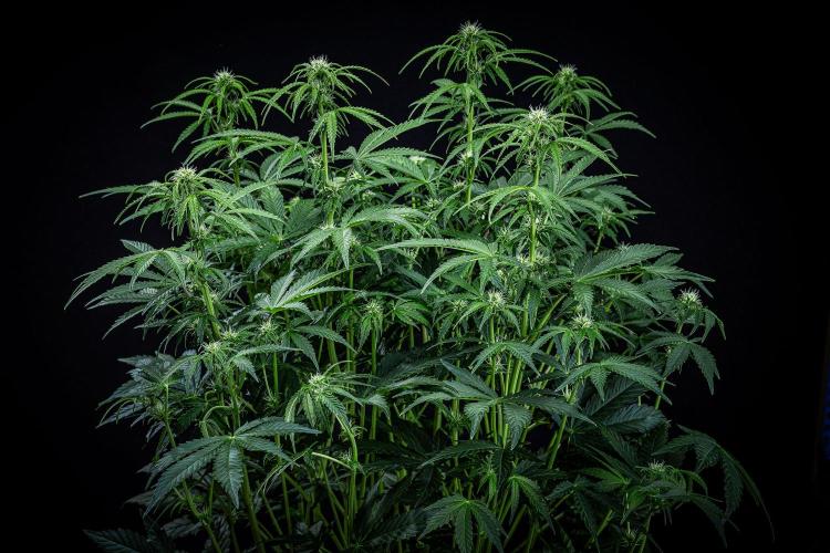 Passion Fruitz Automatic Zamnesia. Week 7 - Day 48 – after defoliation