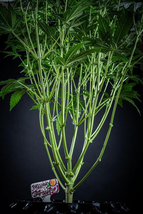 Passion Fruitz Automatic Zamnesia. Week 7 - Day 48 – after defoliation