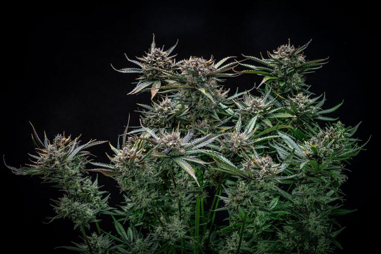 Lemon Cherry Cookies Auto Fast Buds. Week 12 - Day 84