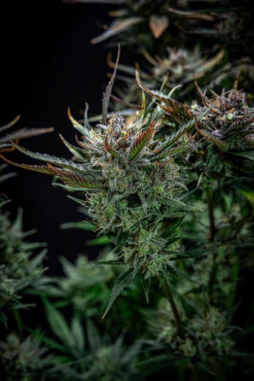 Lemon Cherry Cookies Auto Fast Buds. Week 12 - Day 84