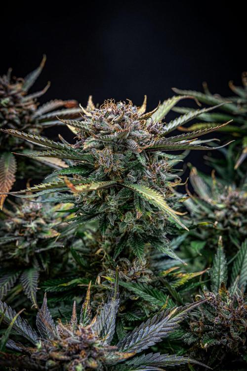 Lemon Cherry Cookies Auto Fast Buds. Week 12 - Day 84