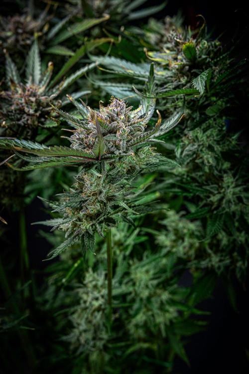 Lemon Cherry Cookies Auto Fast Buds. Week 12 - Day 84