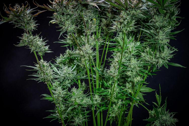 Lemon Cherry Cookies Auto Fast Buds. Week 12 - Day 84