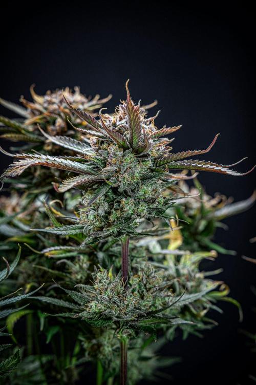 Lemon Cherry Cookies Auto Fast Buds. Week 12 - Day 84