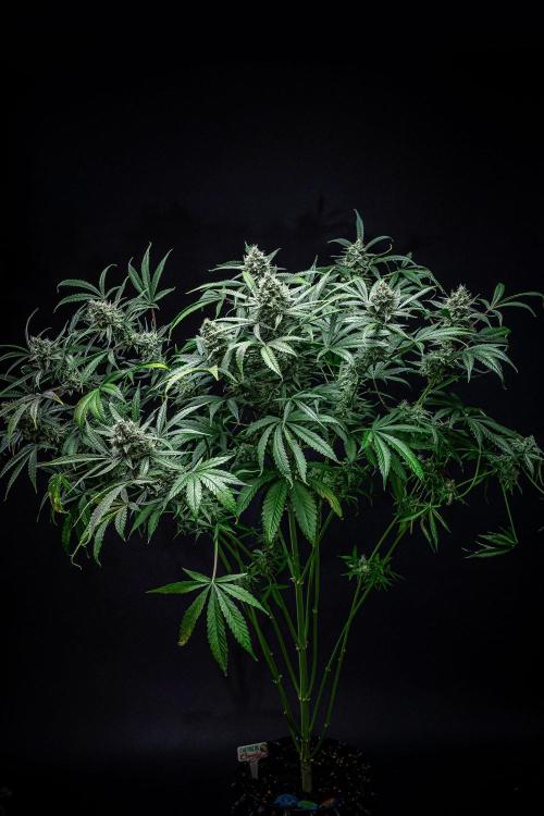 Chemical Candy Green House Seeds. Week 11 - Day 75