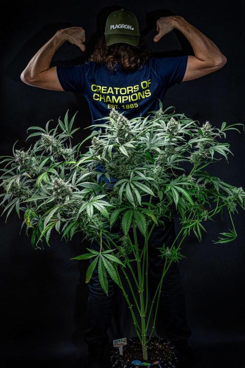 Chemical Candy Green House Seeds. Week 11 - Day 75