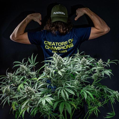 Chemical Candy Green House Seeds. Week 11 - Day 75