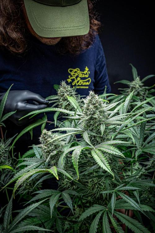 Chemical Candy Green House Seeds. Week 11 - Day 75