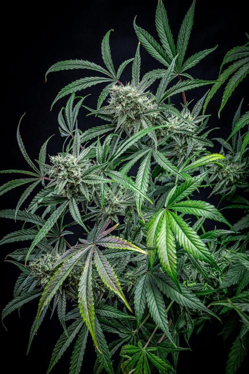 Chemical Candy Green House Seeds. Week 11 - Day 75