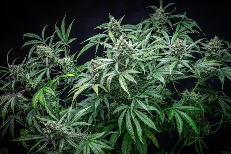 Chemical Candy Green House Seeds. Week 11 - Day 75