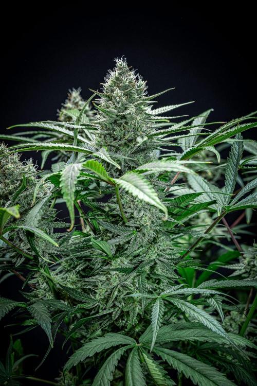 Chemical Candy Green House Seeds. Week 11 - Day 75