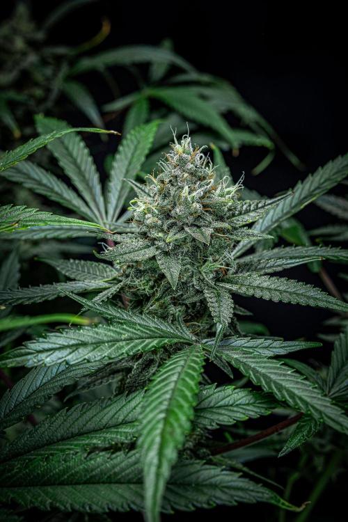 Chemical Candy Green House Seeds. Week 11 - Day 75