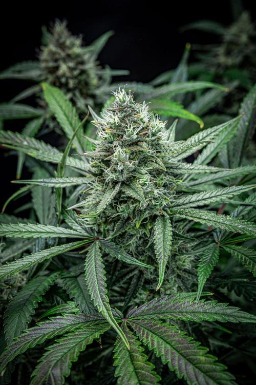 Chemical Candy Green House Seeds. Week 11 - Day 75