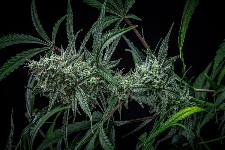 Chemical Candy Green House Seeds. Week 11 - Day 75