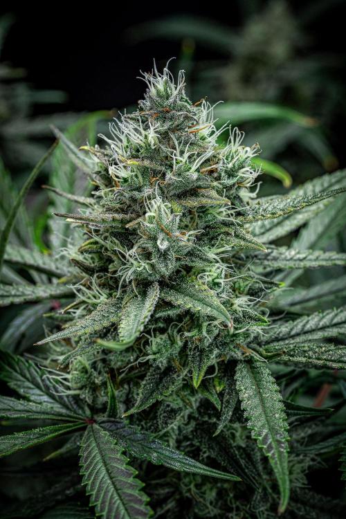 Chemical Candy Green House Seeds. Week 11 - Day 75