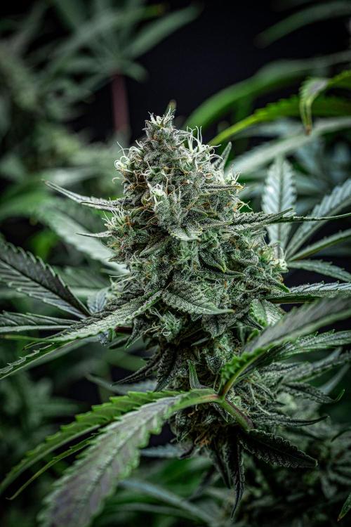 Chemical Candy Green House Seeds. Week 11 - Day 75