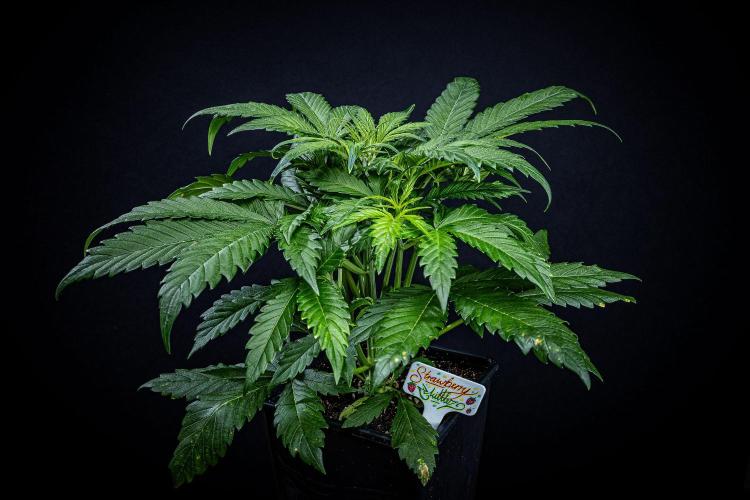 Strawberry Zkittlez Auto Ganja Farmer. Week 5 - Day 33