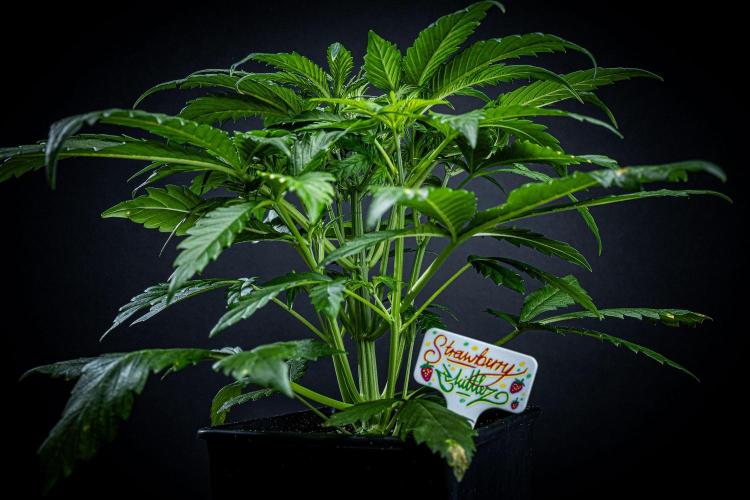 Strawberry Zkittlez Auto Ganja Farmer. Week 5 - Day 33