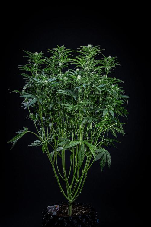 Passion Fruitz Automatic Zamnesia. Week 8 - Day 54