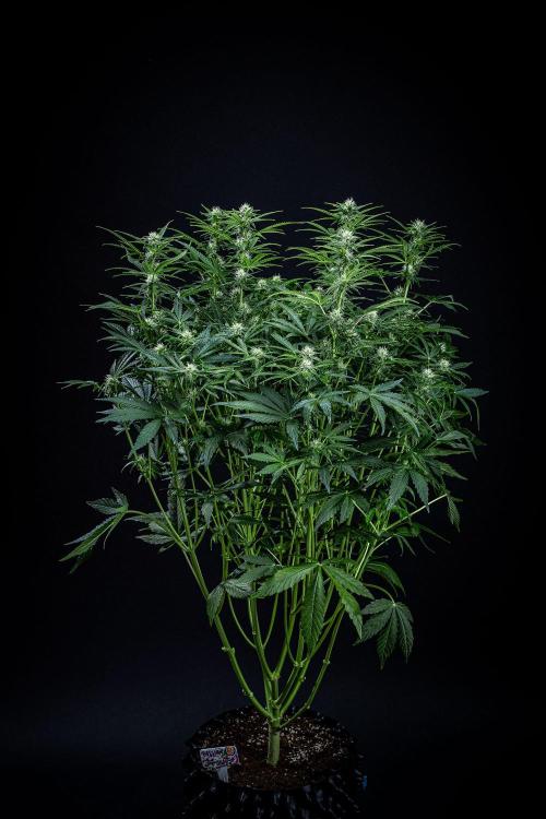 Passion Fruitz Automatic Zamnesia. Week 8 - Day 54
