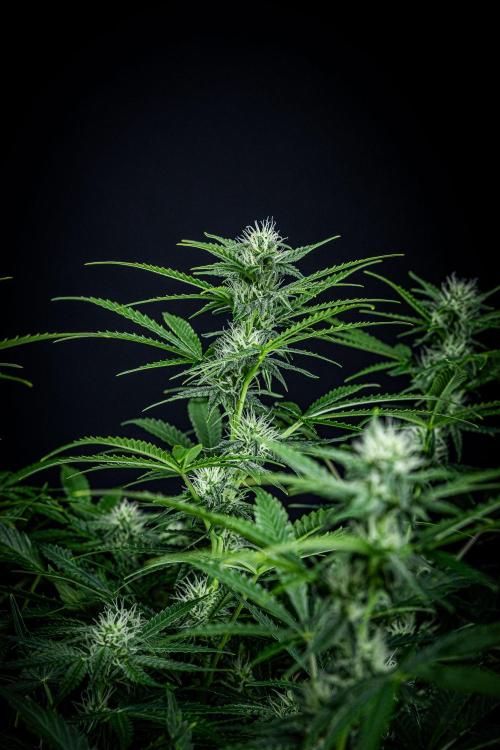 Passion Fruitz Automatic Zamnesia. Week 8 - Day 54