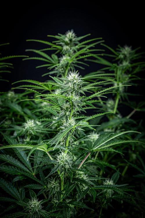 Passion Fruitz Automatic Zamnesia. Week 8 - Day 54