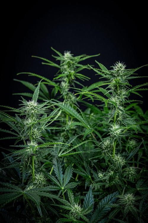 Passion Fruitz Automatic Zamnesia. Week 8 - Day 54