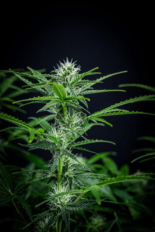 Passion Fruitz Automatic Zamnesia. Week 8 - Day 54