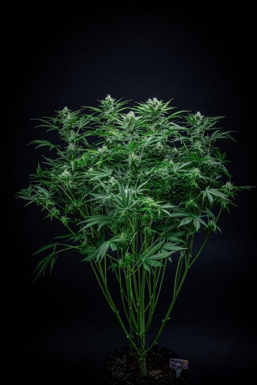 Passion Fruitz Automatic Zamnesia. Week 9 - Day 61