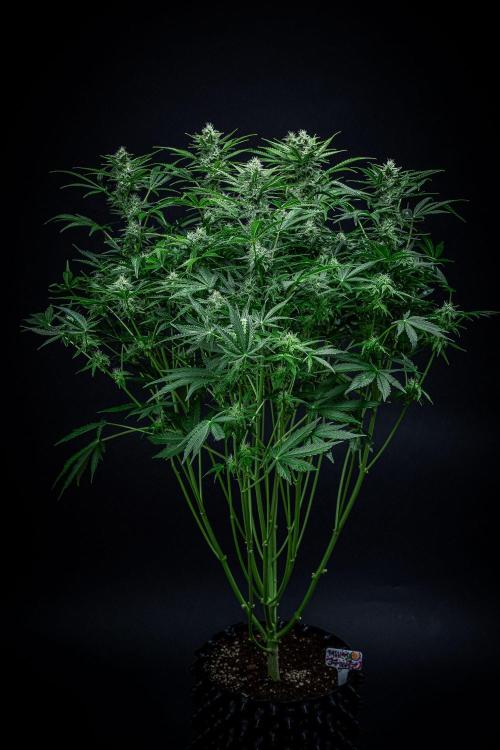 Passion Fruitz Automatic Zamnesia. Week 9 - Day 61