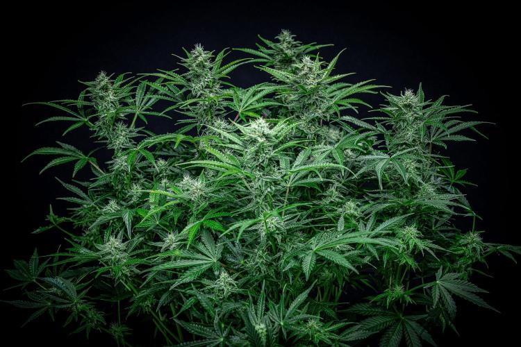 Passion Fruitz Automatic Zamnesia. Week 9 - Day 61