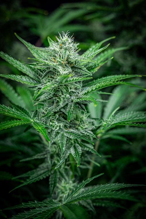 Passion Fruitz Automatic Zamnesia. Week 9 - Day 61